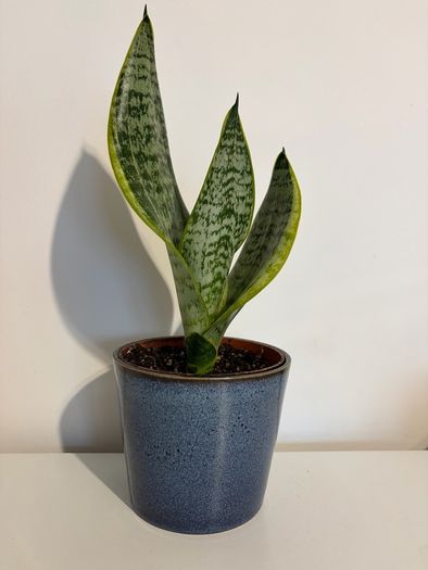 snake plant