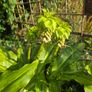 plants Image 5