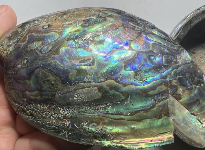 New Zealand Paua Abalone 3 Sea Shells Mother of Pearl