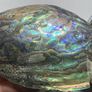New Zealand Paua Abalone 3 Sea Shells Mother of Pearl Image 9