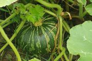 Squash 'Asterix' Irish Seeds