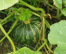 Squash 'Asterix' Irish Seeds