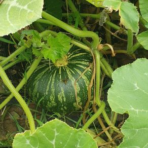 Squash 'Asterix' Irish Seeds