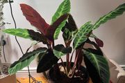Calathea on sale