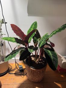 Calathea on sale