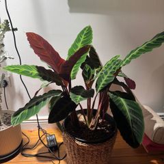 Calathea on sale