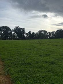 Second cut silage