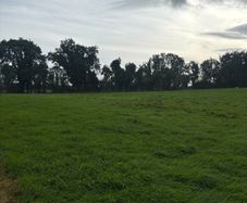 Second cut silage