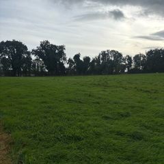 Second cut silage