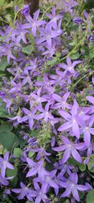 Campanula