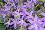 Campanula
