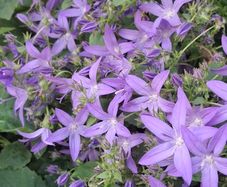 Campanula