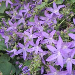 Campanula