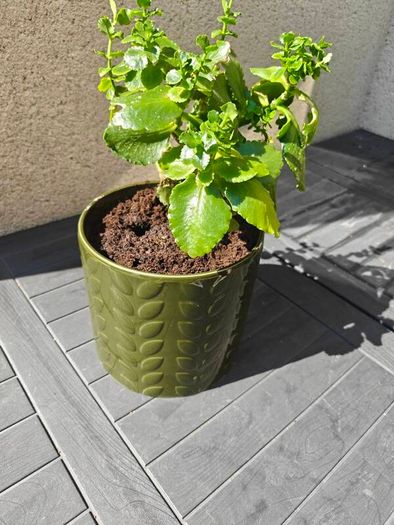 Florist's kalaonchoe