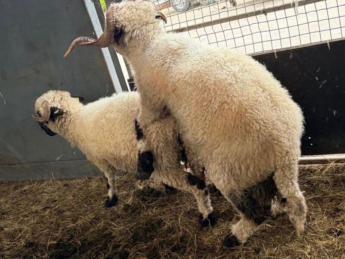 Pedigree Blacknose ewe due to lamb end August 2026