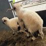 Pedigree Blacknose ewe due to lamb end August 2026 Image 4