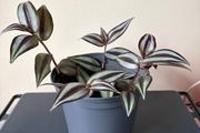 Tradescantia Plant