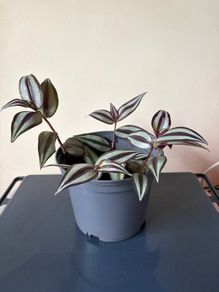 Tradescantia Plant