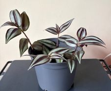 Tradescantia Plant