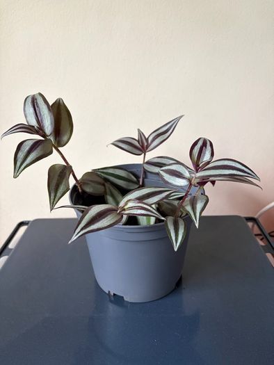 Tradescantia Plant