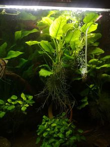 Fish tank plants anubias