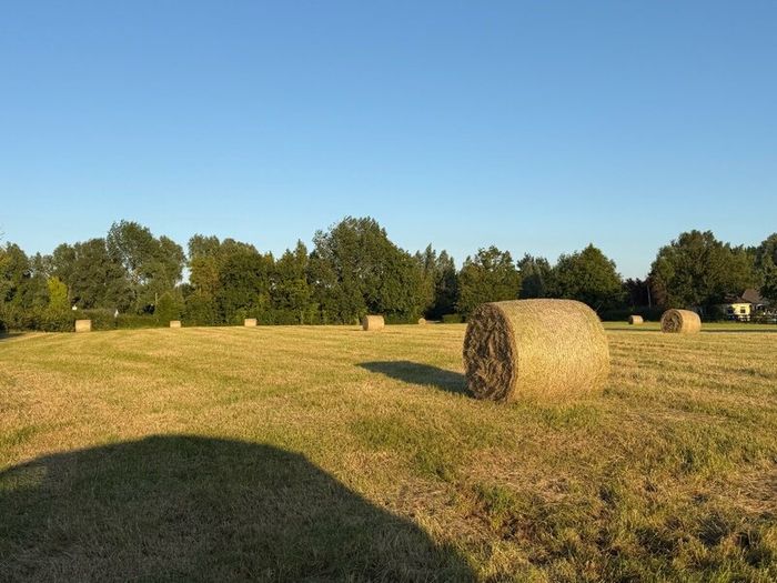 Hay for Sale