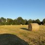 Hay for Sale Image 4
