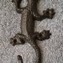 Cast iron geko wall hook. Image 4
