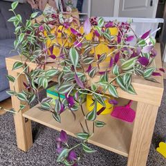home plant