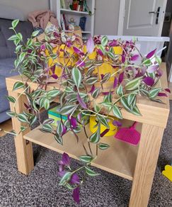 home plant