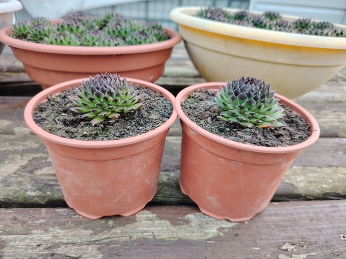 Succulent Plant