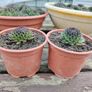 Succulent Plant Image 2