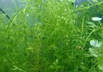Aquarium plants