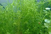 Aquarium plants