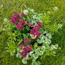 Potted hanging basket Image 2