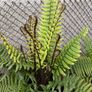 Dryopteris Wallichiana (Wallich s Wood Fern) Image 3