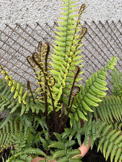 Dryopteris Wallichiana (Wallich s Wood Fern)
