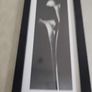 FINE ART SIGNED PRINT OF FRAMED Black & White Photograph by Dick/Diane Stefanich Calla Lily Image 6