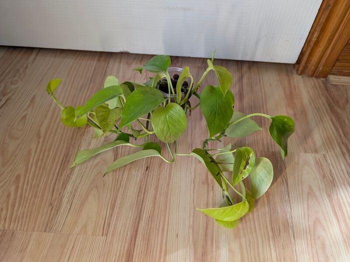 pothos bundle
