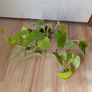 pothos bundle Image 4