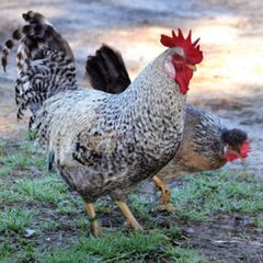 Cream legbar  Rooster