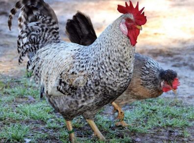 Cream legbar  Rooster
