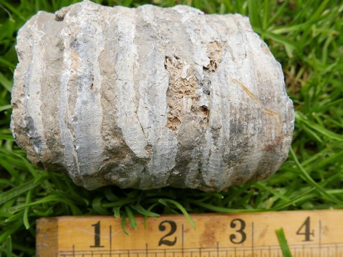 Big Coral fossil w/ complete silicification