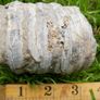Big Coral fossil w/ complete silicification Image 2