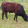 Beef cattle for sale Image 5
