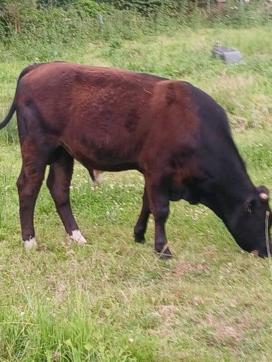Beef cattle for sale