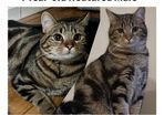 Missing cat Ballymun/Santry