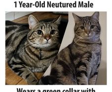 Missing cat Ballymun/Santry