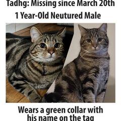 Missing cat Ballymun/Santry