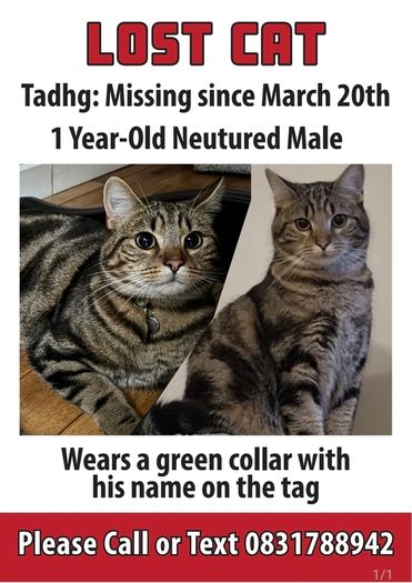 Missing cat Ballymun/Santry